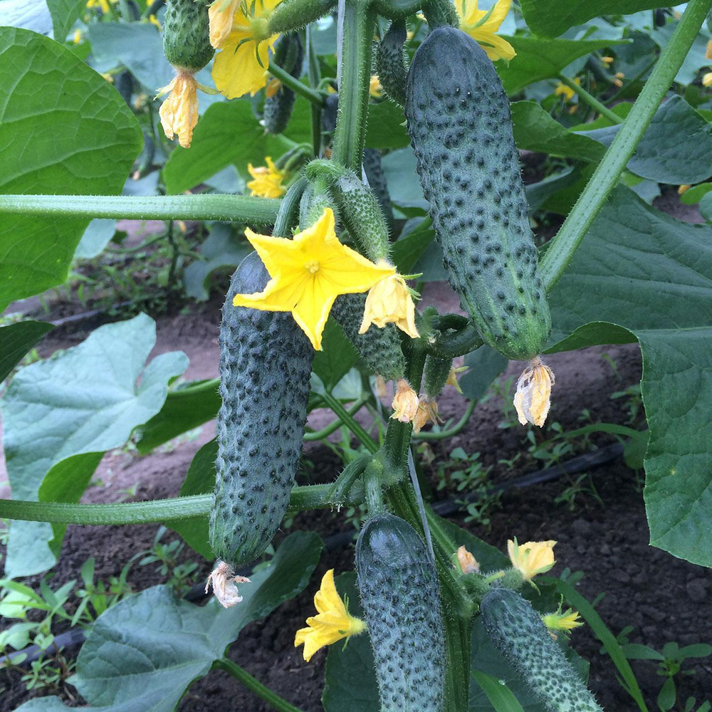 Огурец Лютояр F1 7шт ВитаГрин ЭКСТРА