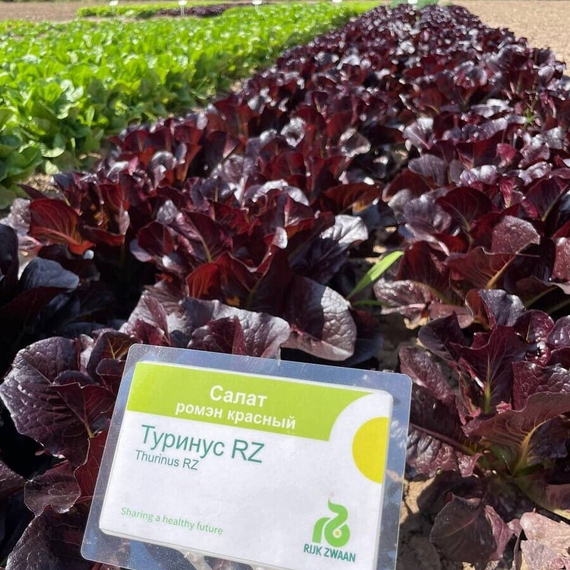 ТУРИНУС семена салата ромэн (Rijk Zwaan / ALEXAGRO) – фото 10