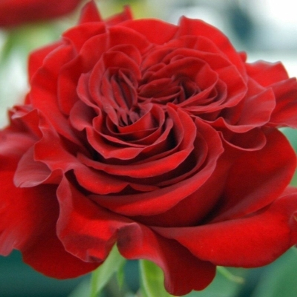 Роза чайно-гибридная Хартс С4