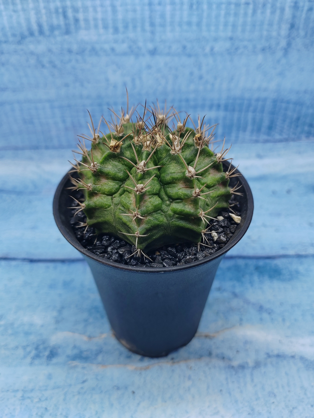 Gymnocalycium T-Rex Pink hybride (Гимнокалициум T-rex)