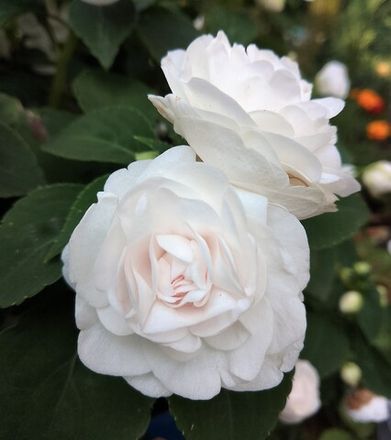 Бальзамины