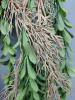 Зелень ампельная с листьями-чешуйками