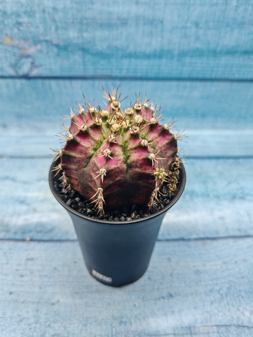 Gymnocalycium T-Rex Pink hybrid (Гимнокалициум T-rex)