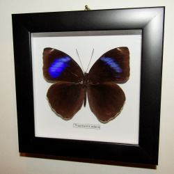 Бабочка Thaumantis odana в рамке