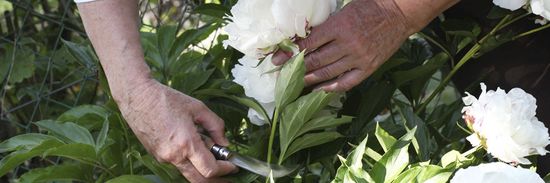 Складной нож садовый Opinel №10, нержавеющая сталь, с изогнутым лезвием, блистер, 000657 c клинком из стали Sandvik™ 12С27