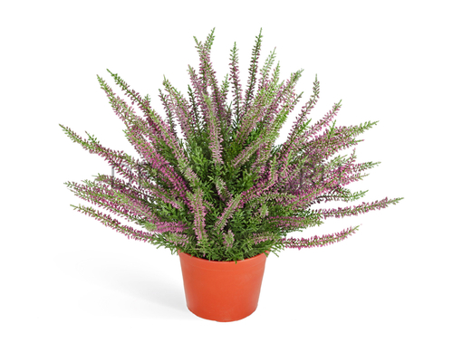 Эрика (вереск) куст большой (пластик) тёмно-сиреневый в-35 см в горшке 6/24 20.5938PU