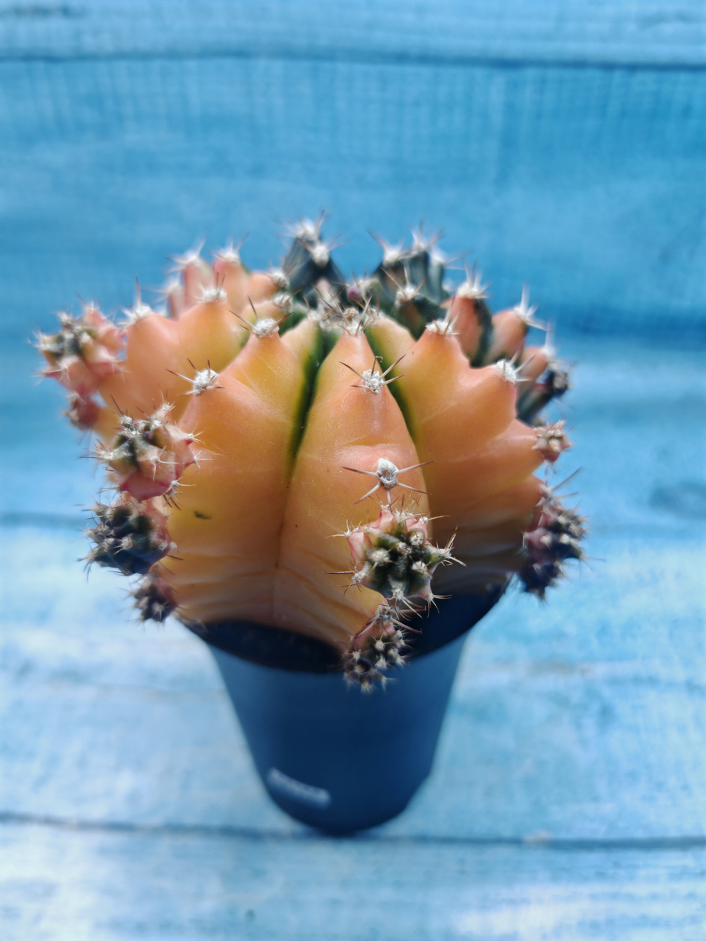Gymnocalycium Variegata (Гимнокалициум Вариегатный)