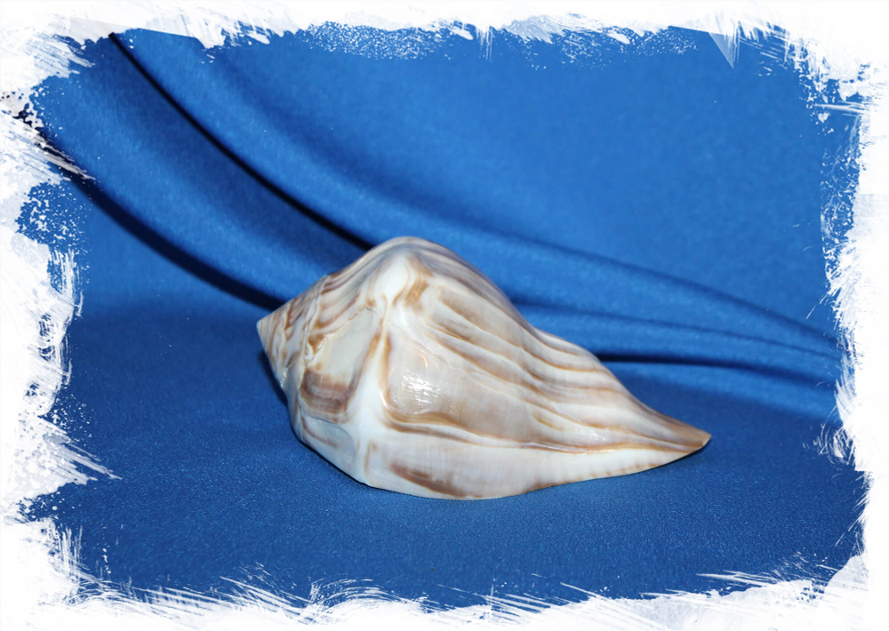 Узловатый Бусикон, Busycon carica