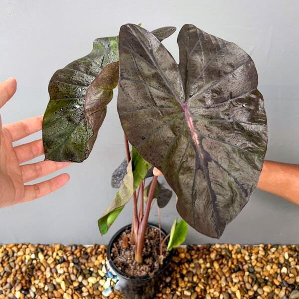 Колоказия PINKY HEART