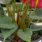 Антуриум Андре MELANIE RED