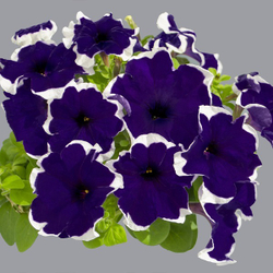 Петуния грандифлора Лимбо Джи Пи Блю Пикоти (1000др) Витагрин Профи