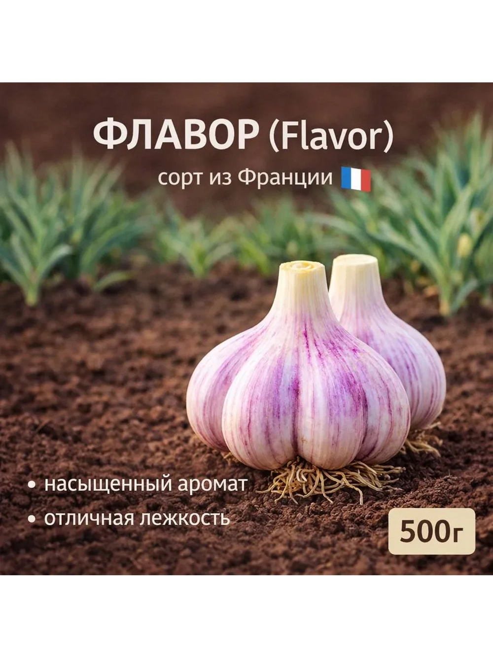 Чеснок яровой Флавор (Франция)