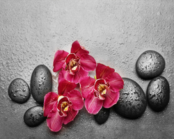 Красноя орхидея