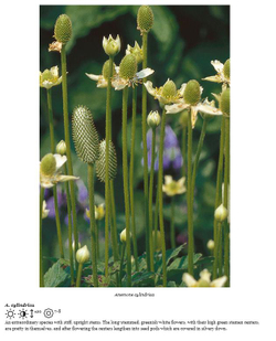 Planting the Natural Garden by Piet Oudolf and Henk Gerritsen
