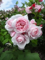 Роза плетистая Наэма