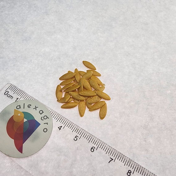 НАЙЛ F1 семена огурца Enza Zaden описание – фото 3