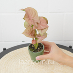 Сингониум Неон Розовый d6