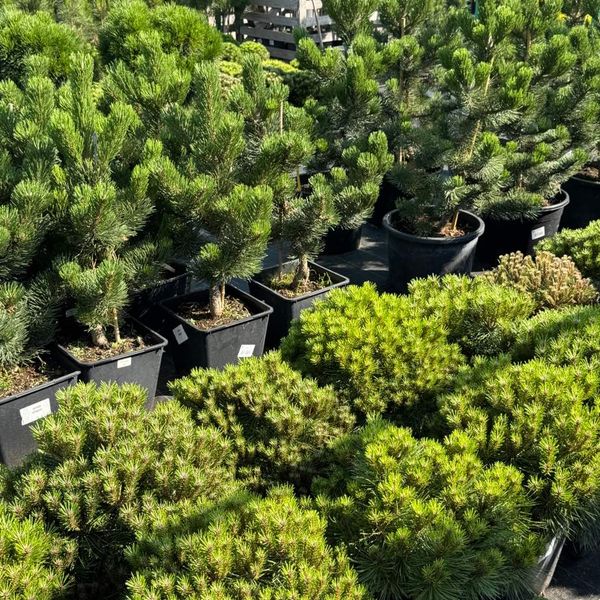 Открываем предзаказ растений 2026