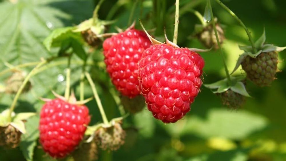 Малина ремонтантная Химбо-топ Малина ремонтантная Химбо-топ