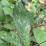 Хойя TANGGAMUS PATOK BESI