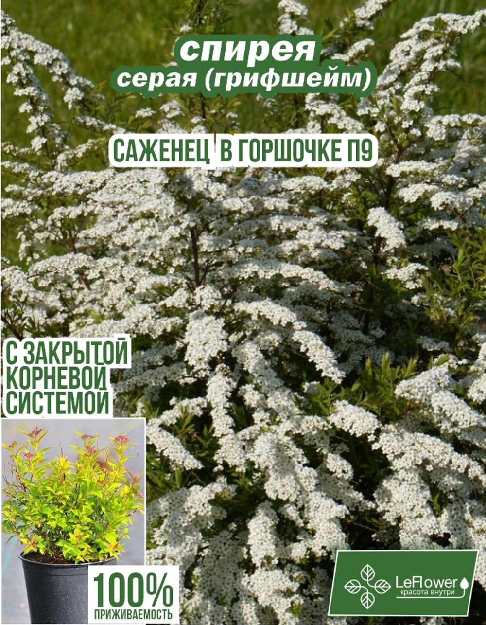 Саженец, Спирея, Серая