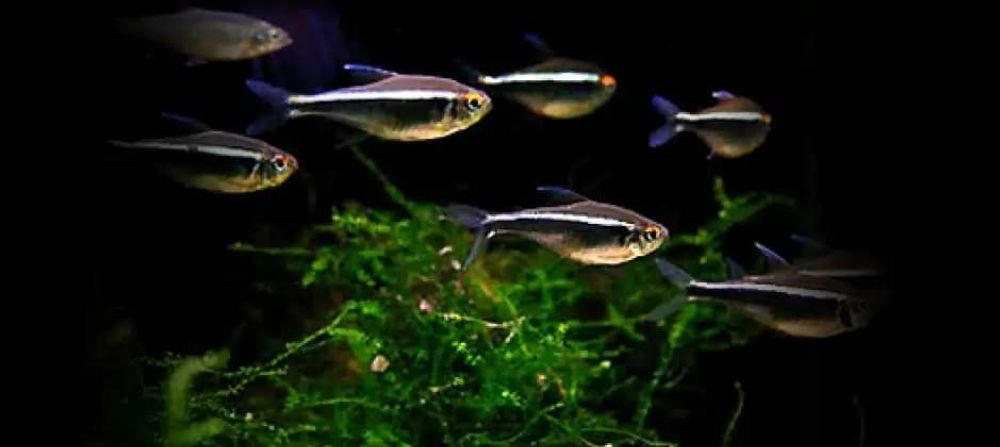 Неон (черный бриллиант) (20) (Hyphessobrycon herbertaxelrodi)