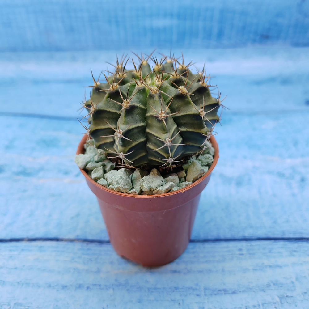 Gymnocalycium Friedrichii (Гимнокалициум)