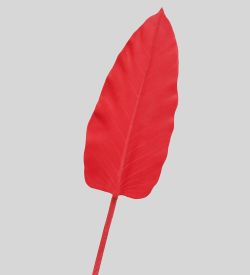 TR 578M Каладиум