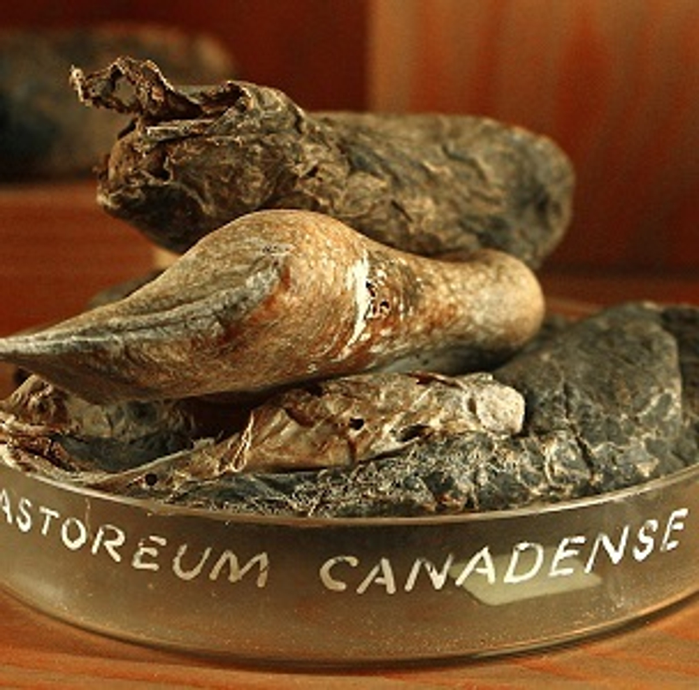 КАСТОРЕУМ ТИНКТУРА (СASTOREUM (CANADA) TINCTURE IFF/LMR)