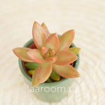 Седум Нуссбаумера