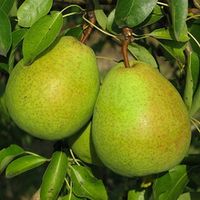 Летний сорт