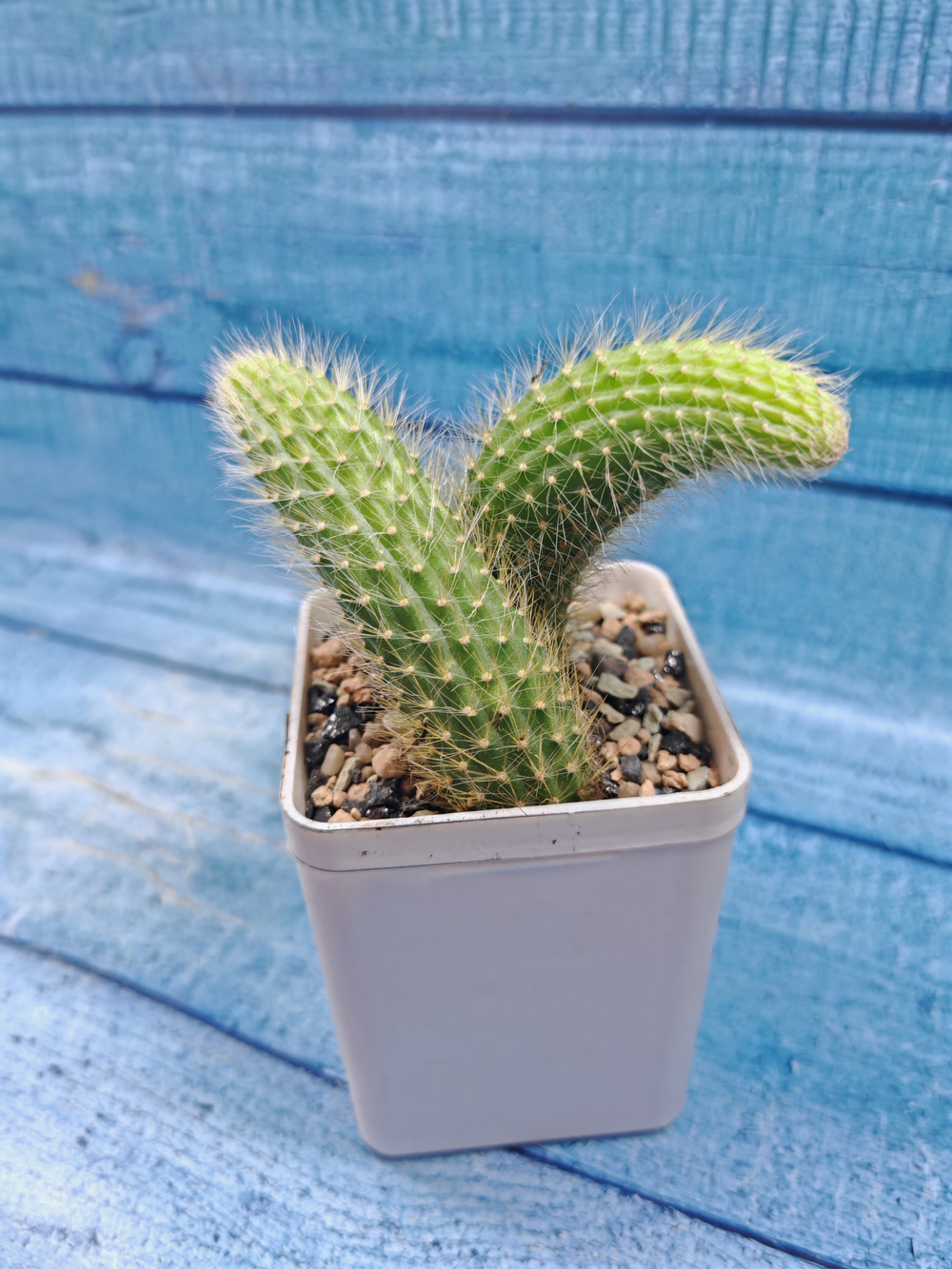 Hildewintera Colademononis (Хильдевинтера)