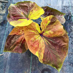 Каладиум SUMMER GOLD