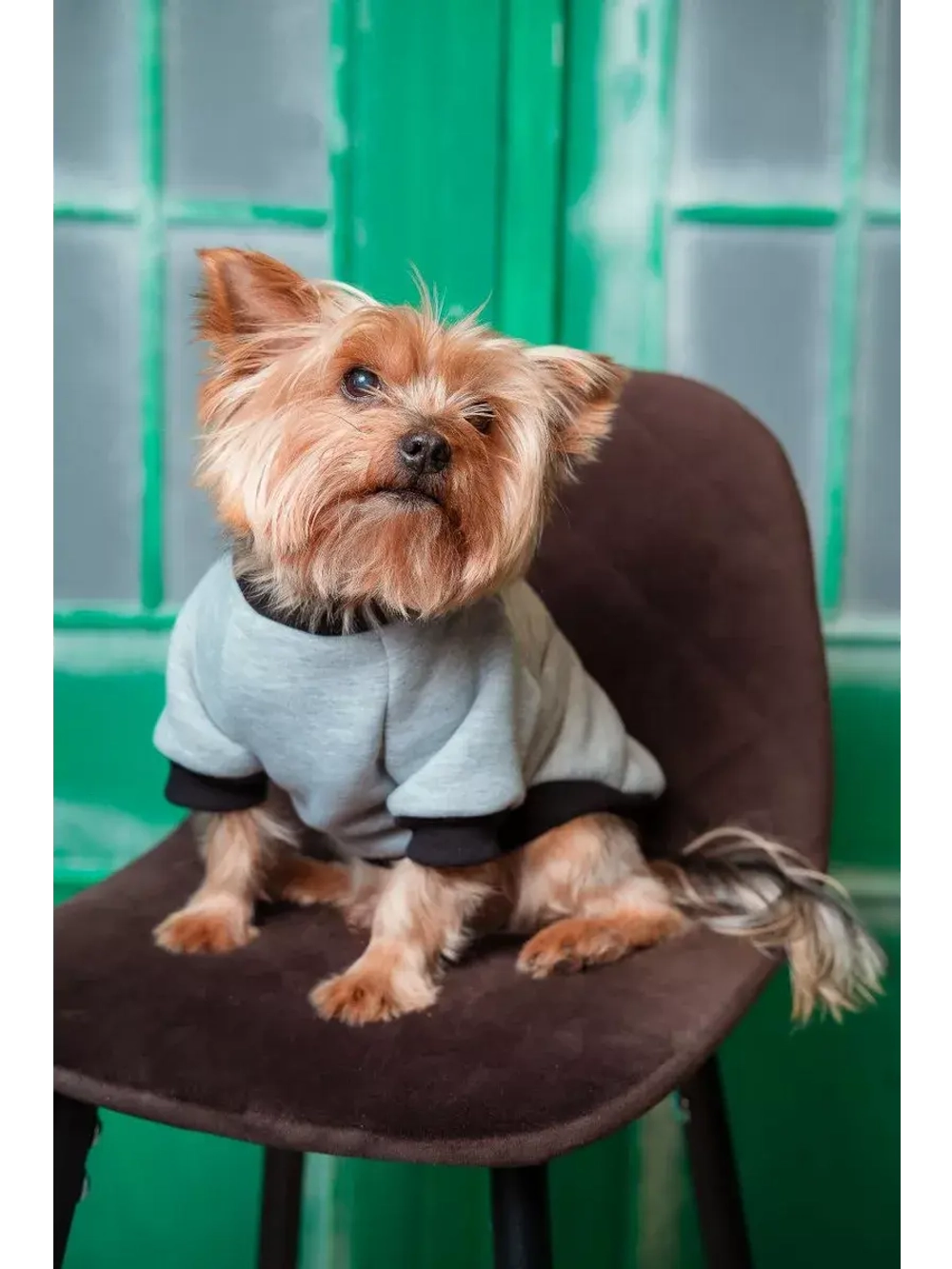 Толстовка для собак и кошек