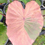 Колоказия PHRA SAENG PINK