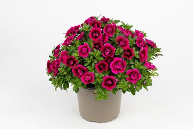 19291 Калибрахоа CELEBRATION DOUBLE Smokin' Berries (Весна 2026)