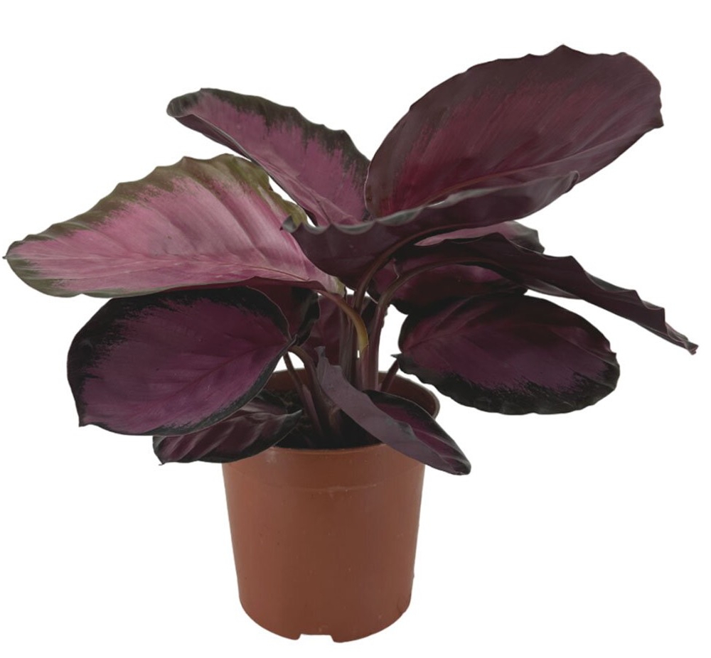 Калатея Розеопикта Роси