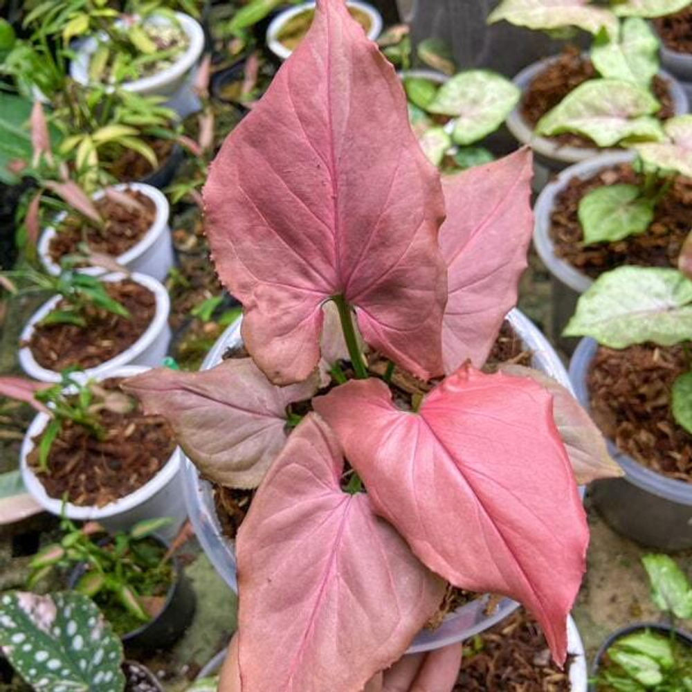 Сингониум PINK PERFECTION PINK ON PINK