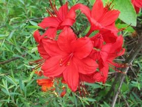 Рододендроны листопадные гибридные