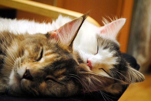 Кошачий сон