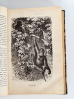 "Малайский архипелаг: Страна оранг-утана и райской птицы". А.Р.Уоллес. 1872г.
