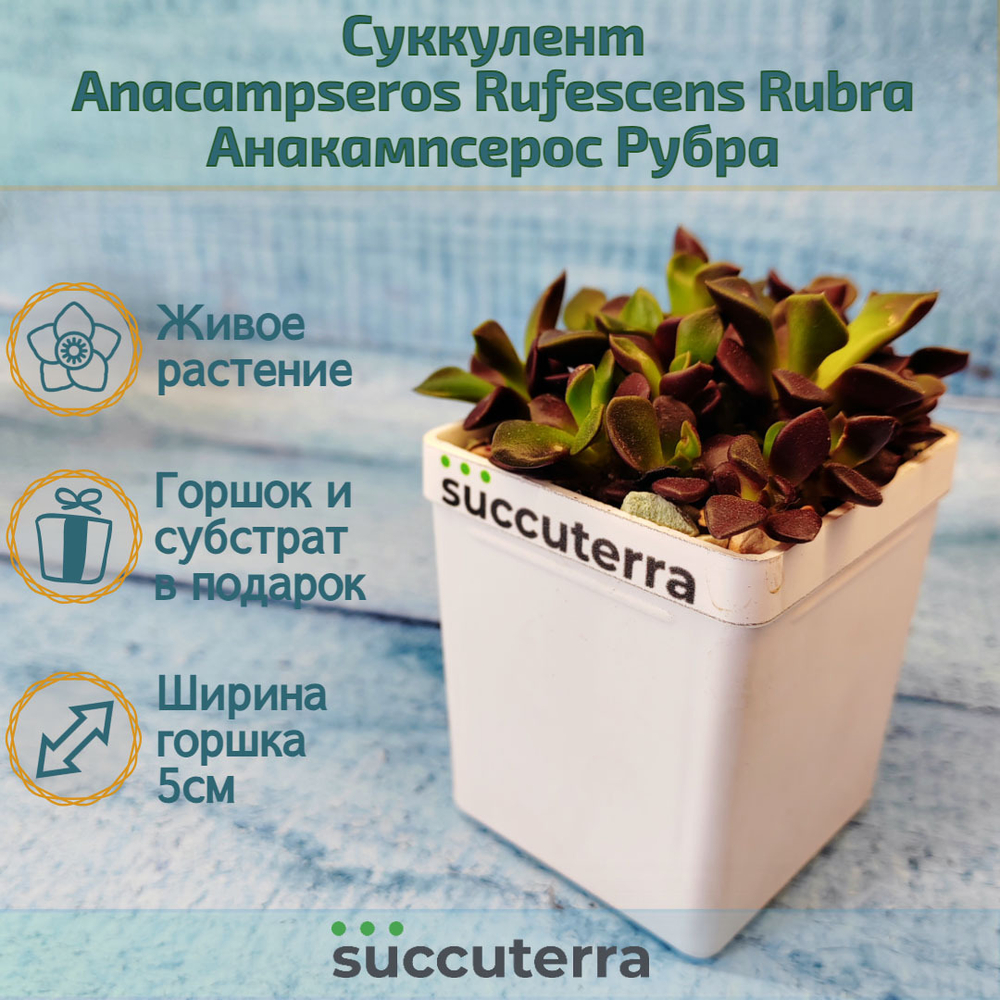 Anacampseros Rufescens Rubra (Анакампсерос)
