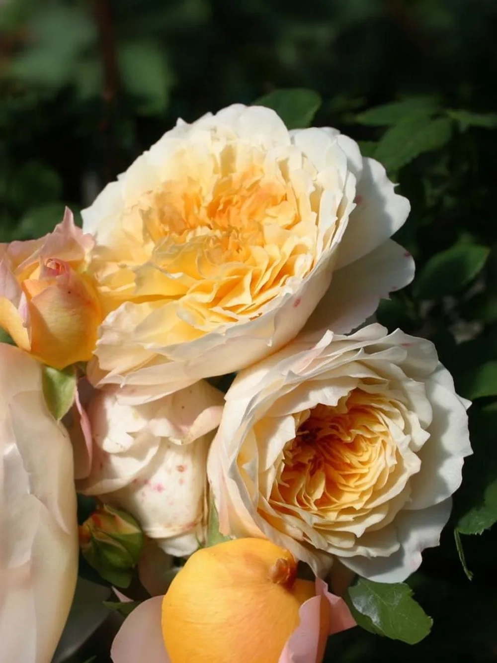 Роза шраб Марк-Антуан Шарпантье