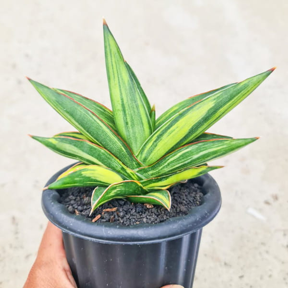 Сансевиерия SAWATDEE KRAP VAR s.M