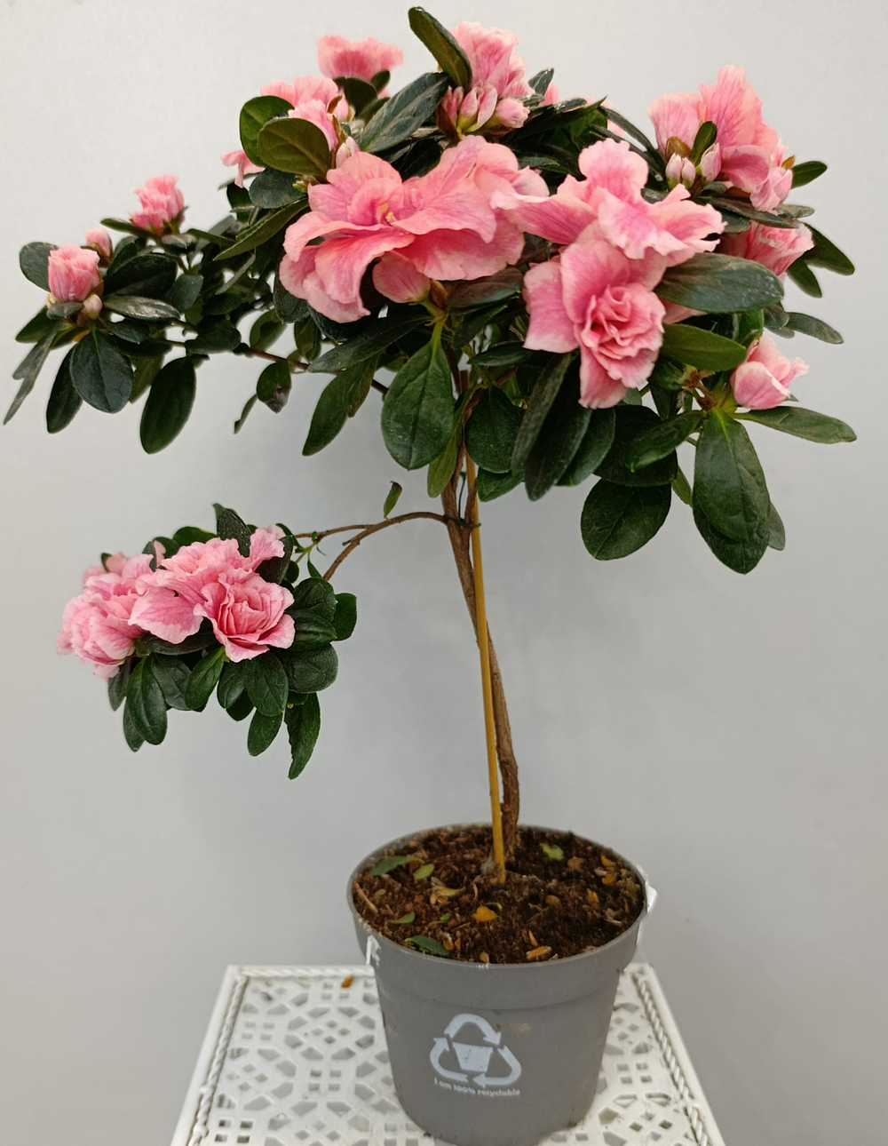 Азалия на стволе