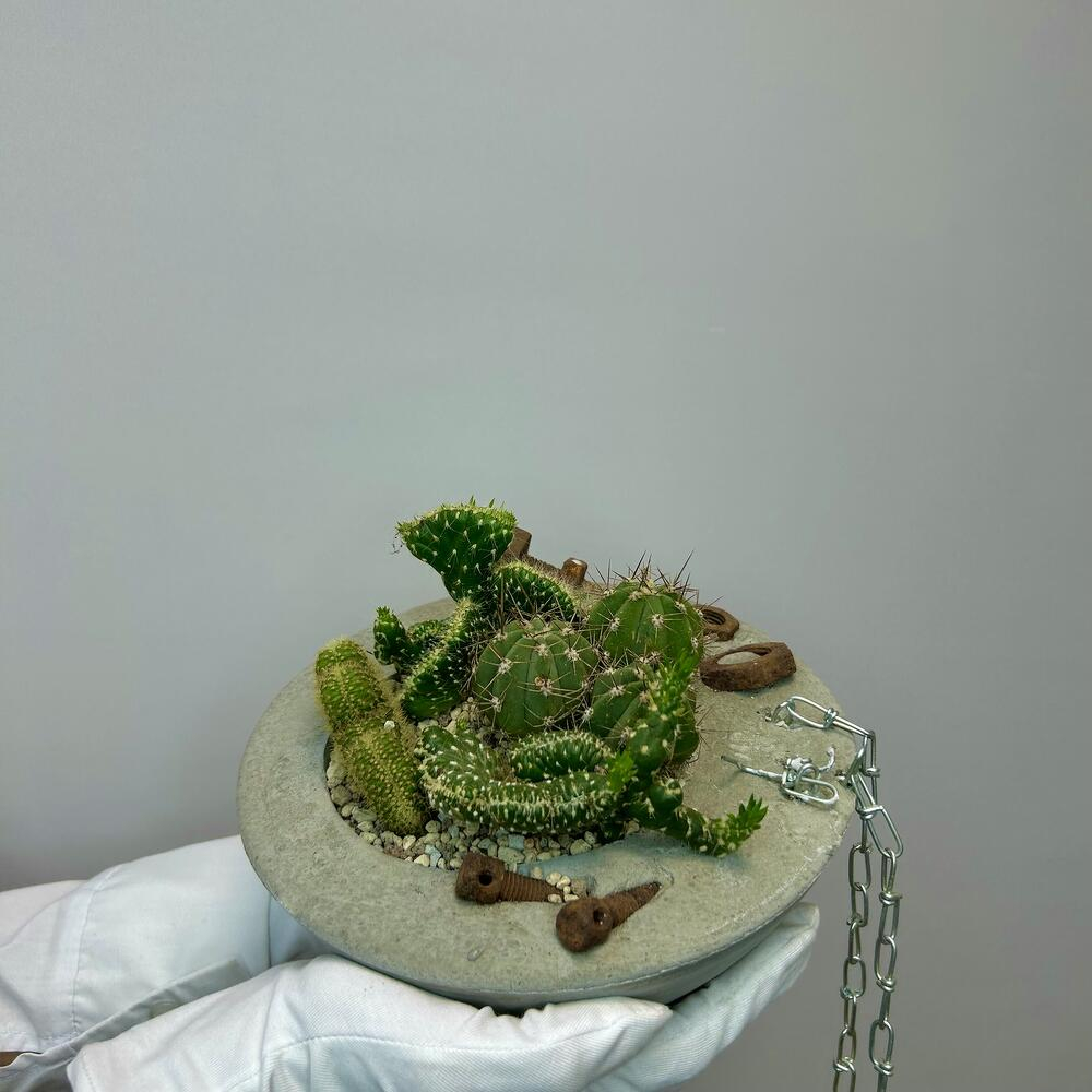 «Эхо города» композиция из кактусов в бетоне