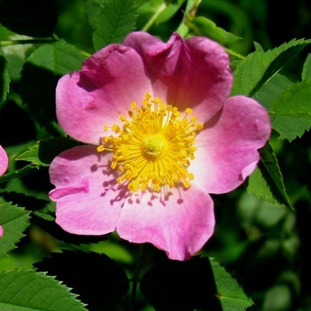 Роза каролина (шиповник каролинский)