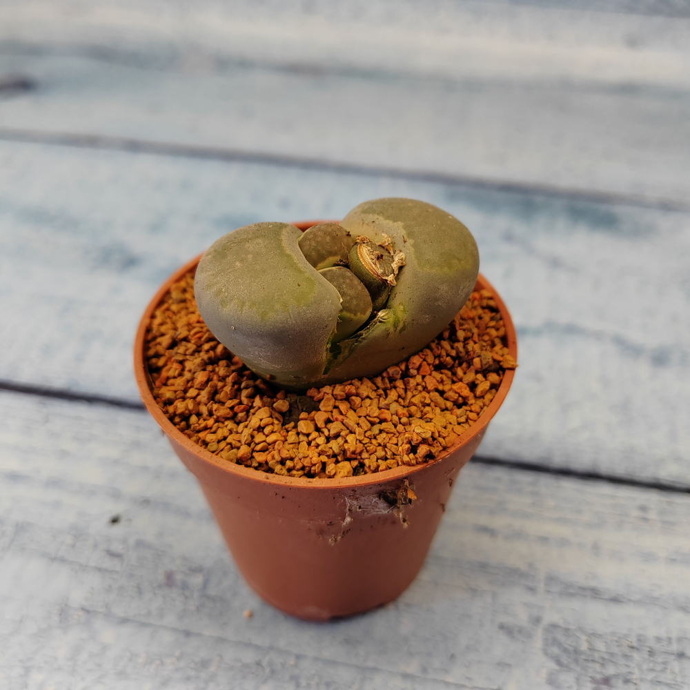 Lithops sp. (Живые камни)