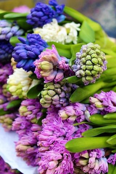 Гиацинт Микс