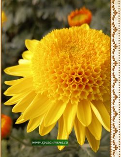 Anderton Крупноцветковые хризантемы ☘ ан 52    (отгрузка Май)